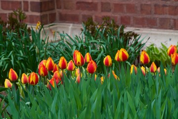 tulips in the garden