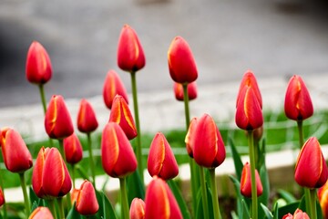 red tulips in the garden in spring