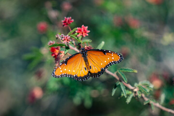 butterfly on flower
