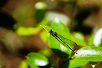 blue damselfly (Enallagma cyathigerum) in leaf
