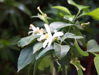 Fototapeta premium Blossom of lemon tree, citrus lemon, on emerald green background