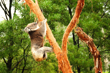Climbing Koala, in Healesville Sanctuary, near Melbourne, Victoria, Australia