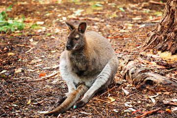 A wallaby at Healesville Sanctuary, near Melbourne, Victoria, Australia
