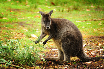 Australian Wallaby