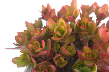 Foliage of Kalanchoe blossfeldiana plant , on white background