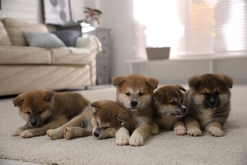 Adorable Akita Inu puppies on carpet indoors