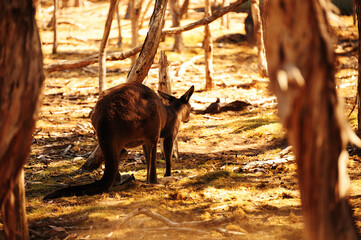 A wallaby in Healesville Sanctuary, near Melbourne, Victoria, Australia