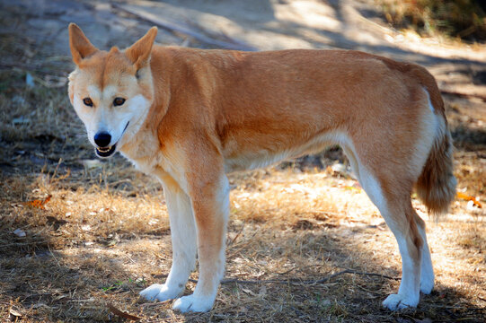 A dingo in Phillip Island, Australia