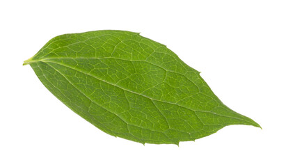 Fresh green jasmine leaf isolated on white