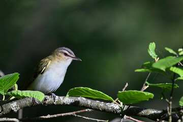 Close up portrait of a Red Eyed Vireo bird sitting perched on a branch