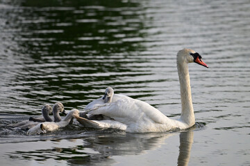 Spring scene of a adult with cute fluffy white cygnets Mute Swan babies swimming on a river while one rides on her back