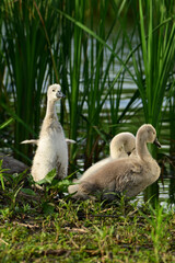 Cute baby Mute swan stands up tall and stretches its tiny wings 