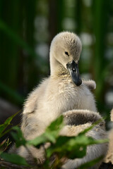Spring scene of a cute fluffy white cygnet Mute Swan baby preening on the shore of a river