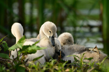 Spring scene of a cute fluffy white cygnet Mute Swan baby preening on the shore of a river