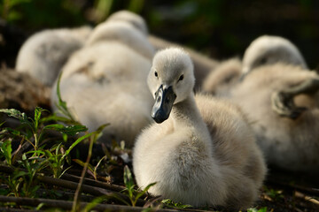 Funny Mute Swan baby awakens and looks sideways at the photographer from the group of sleeping siblings