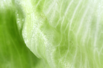 Iceberg Lettuce known as crisphead lettuce has pale green leaves and grows in cabbage like bulbs