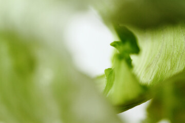 Iceberg Lettuce known as crisphead lettuce has pale green leaves and grows in cabbage like bulbs