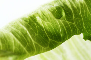 Iceberg Lettuce known as crisphead lettuce has pale green leaves and grows in cabbage like bulbs