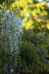 日陰の藤の花