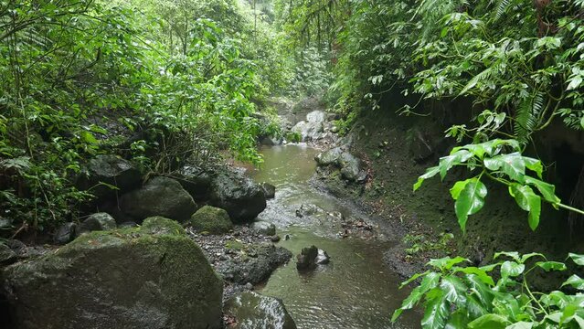 Small river in a tropical rainforest