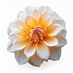 Fototapeta premium Elegant White and Orange Dahlia Blossom