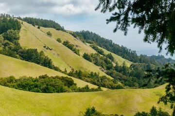 Ridge, forest and grassland on Mt Tamalpais, San Francisco, California, USA.