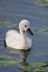 Spring scene of a cute fluffy white cygnet Mute Swan baby floating in the lily pads along a river