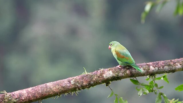 Vibrant Orange-Chinned Parakeet on a Branch in Costa Rica - Brotogeris jugularis in Natural Habitat