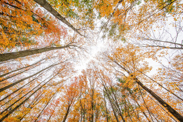 colors of fall, fall tree canopies, Autumn forest scene,fall background