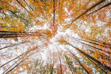 Obraz premium colors of fall, fall tree canopies, Autumn forest scene,fall background