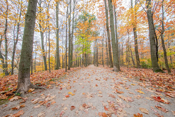 Autumn forest scene, color of fall, fall background, fall trail