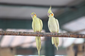 Two parrots perched on a wooden beam.