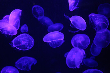 Small purple light jellyfish or medusa of bright colorful.