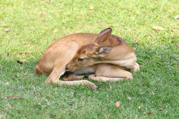 Wild deer are lounging around to rest during the day.