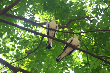 White imperial-pigeon and the scientific name is Ducula aenea.