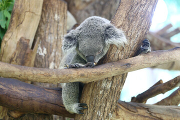 Koala bear sleeping on the tree.