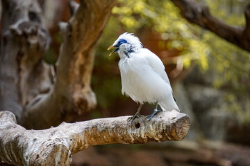 Close up of a bird against blurred background