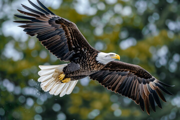 Fototapeta premium An image showcasing a majestic bald eagle in mid-flight, displaying its impressive wingspan with feathers fully spread, against a blurred green forest backdrop, capturing a sense of freedom and power