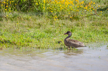 Wild duck on the edge of the lake