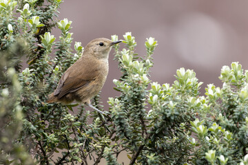 garrincha-chorona (Asthenes moreirae) 