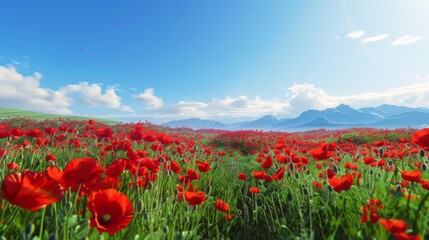 Red poppy flowers growing in a field with snowy mountains in the background