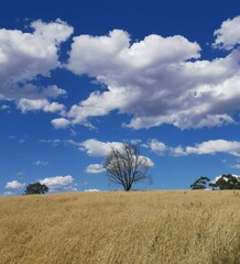 Obraz premium field and sky