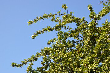 Branches with apples.