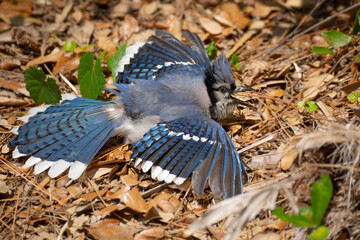 Blue Jay