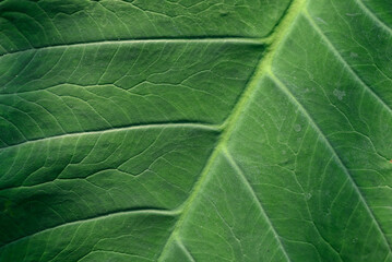 Green Philodendron leaves texture, Nature background