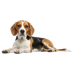 A Beagle lying down with a relaxed expression
