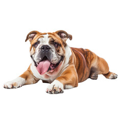Obraz premium A Bulldog lying down with its tongue out