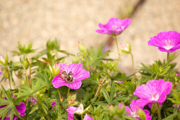 A bee in a pink geranium.