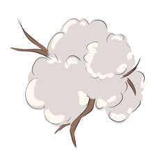 Cotton plant flower illustration, simple digital style