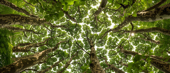 Ground-level perspective of a forest with trees showing crown shyness, their leaves barely touching, creating a natural mosaic in the sky